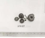 Click for 1 image(s) for this accession. FRUIT